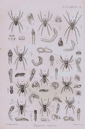 Item #081667 CATALOGUE OF A COLLECTION OF SPIDERS MADE IN EGYPT, Rev. O. P. Cambridge