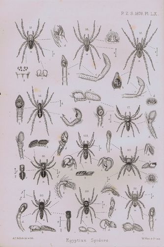 Item #081667 CATALOGUE OF A COLLECTION OF SPIDERS MADE IN EGYPT, Rev. O. P. Cambridge.