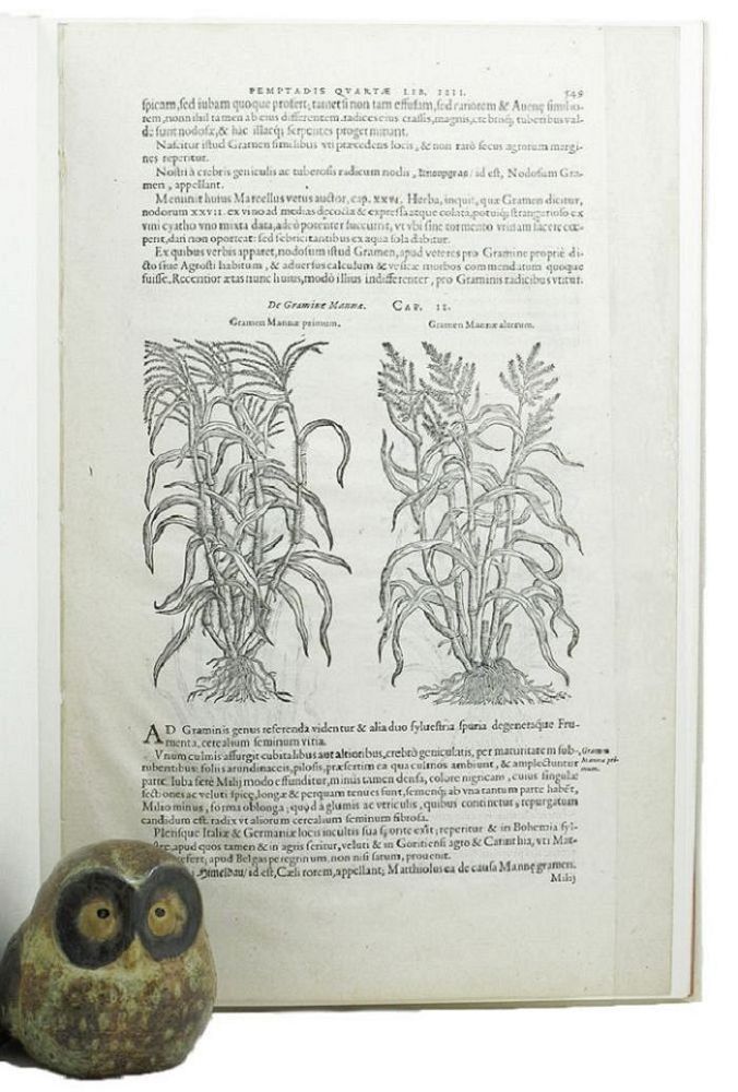 Item #085440 A LEAF FROM THE 1583 REMBERT DODOENS HERBAL PRINTED BY CHRISTOPHER PLANTIN. 1583 Dodoens' Herbal, Carey S. Bliss, Essay.