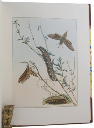 PRODROMUS ENTOMOLOGY. OR, A NATURAL HISTORY OF THE LEPIDOPTEROUS INSECTS OF NEW SOUTH WALES.
