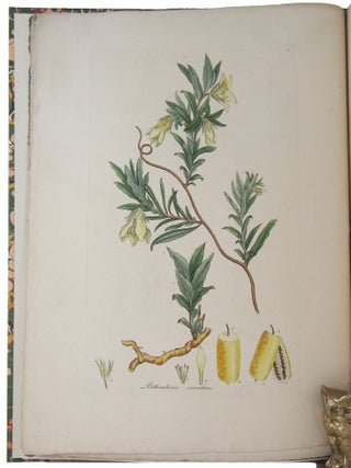 A SPECIMEN OF THE BOTANY OF NEW HOLLAND.