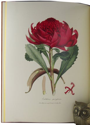 A SPECIMEN OF THE BOTANY OF NEW HOLLAND.