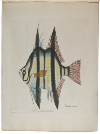 ZOOLOGY OF NEW HOLLAND.